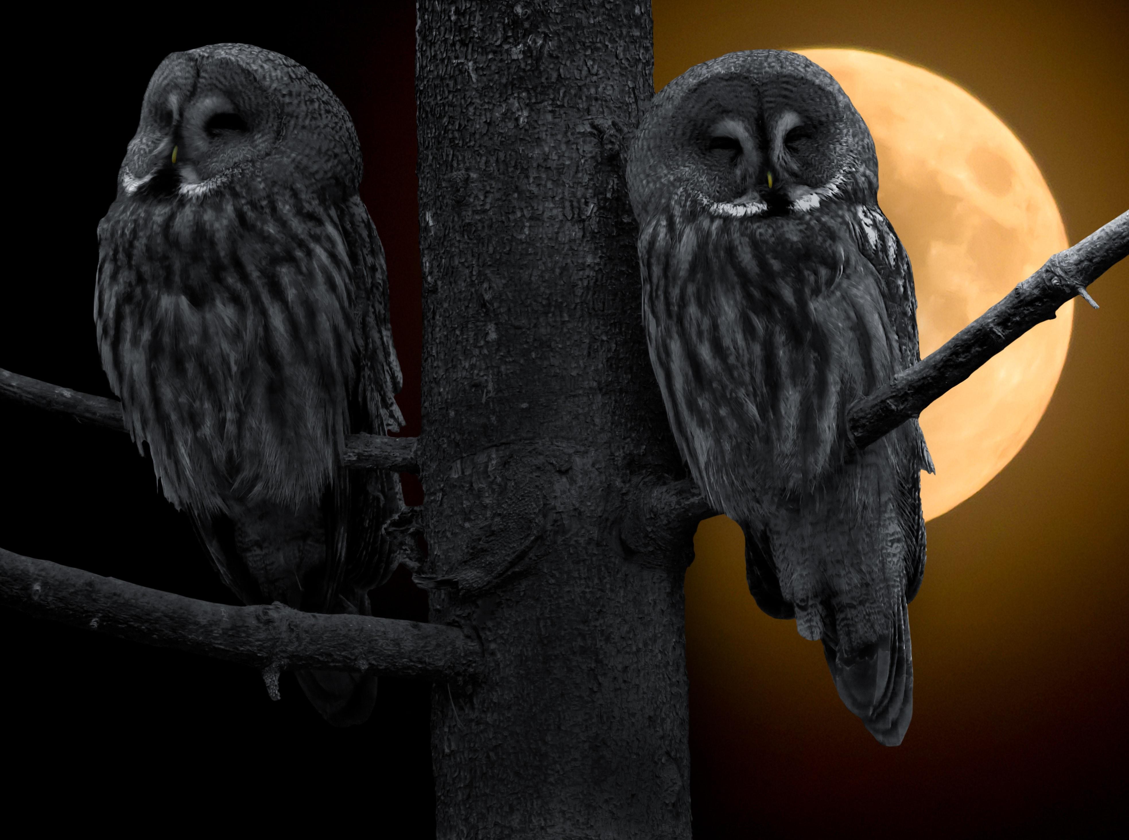 Dark Owl Wallpapers HD free download 7.