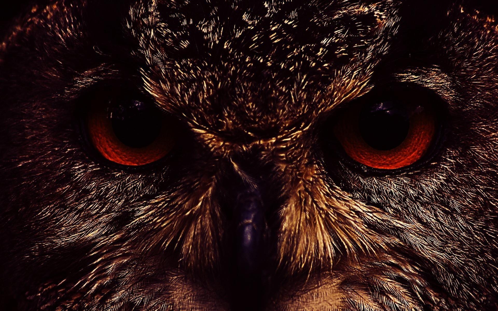 Dark Owl Wallpapers HD free download 9.