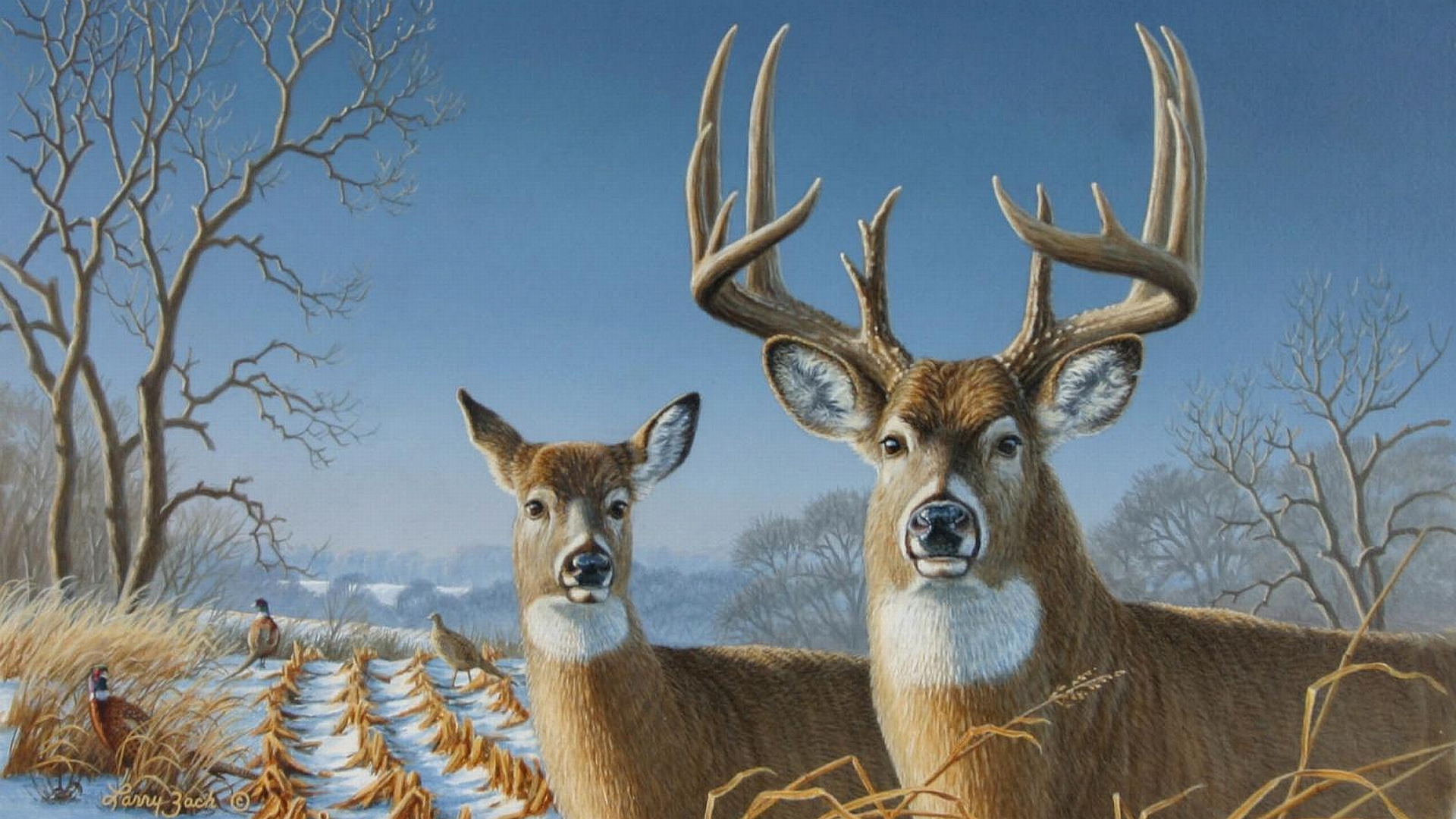 whitetail deers.