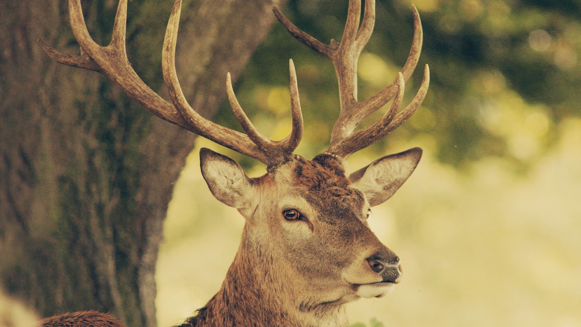 Deer Wallpapers for Desktop 1.