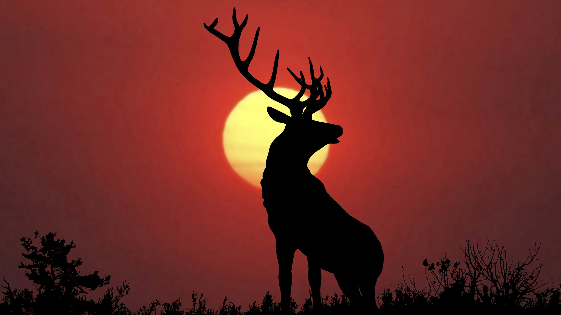 Bull elk sillouette at sunset..