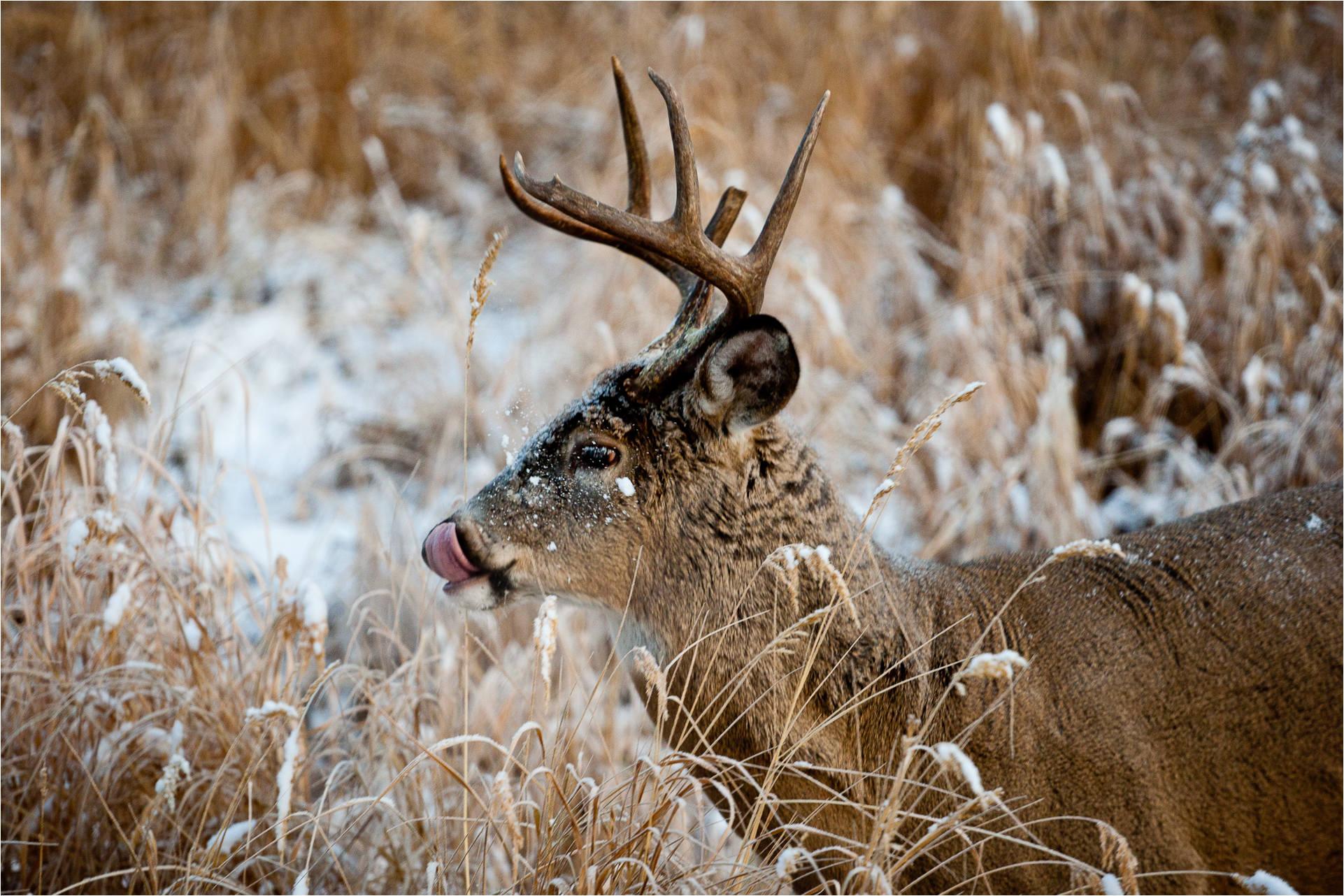 Deer Hunting Wallpaper.