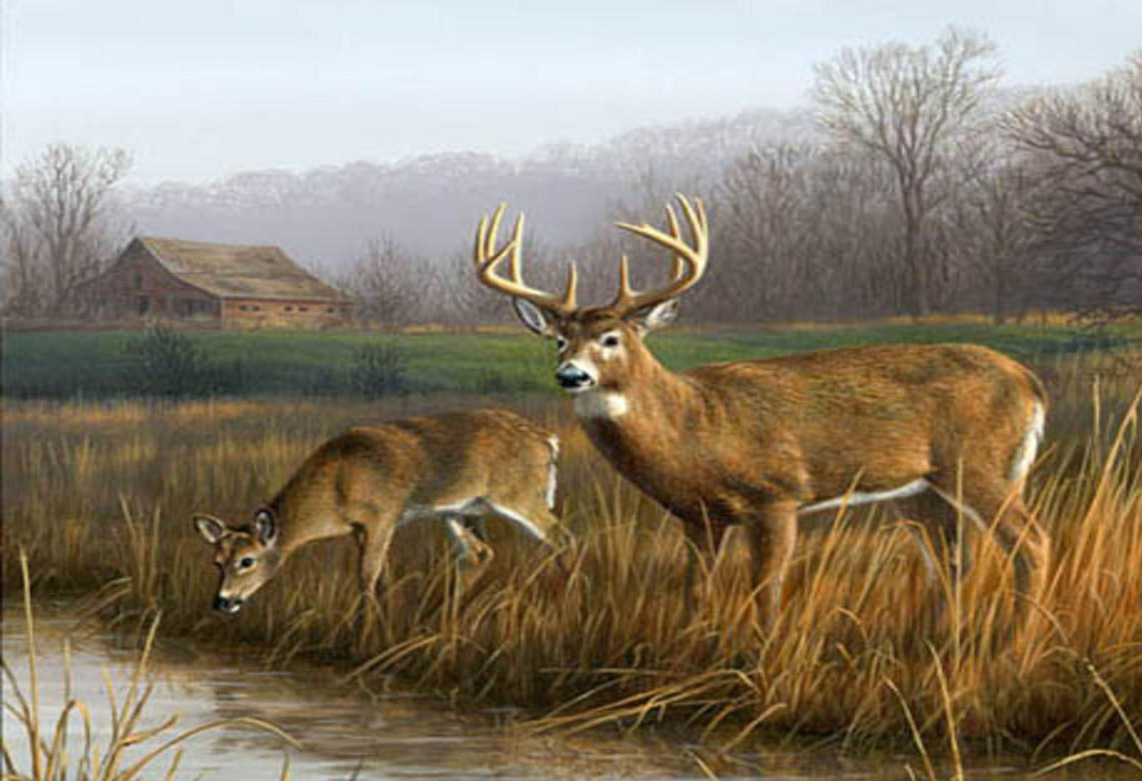 Deer Hunting Wallpapers HD 1.