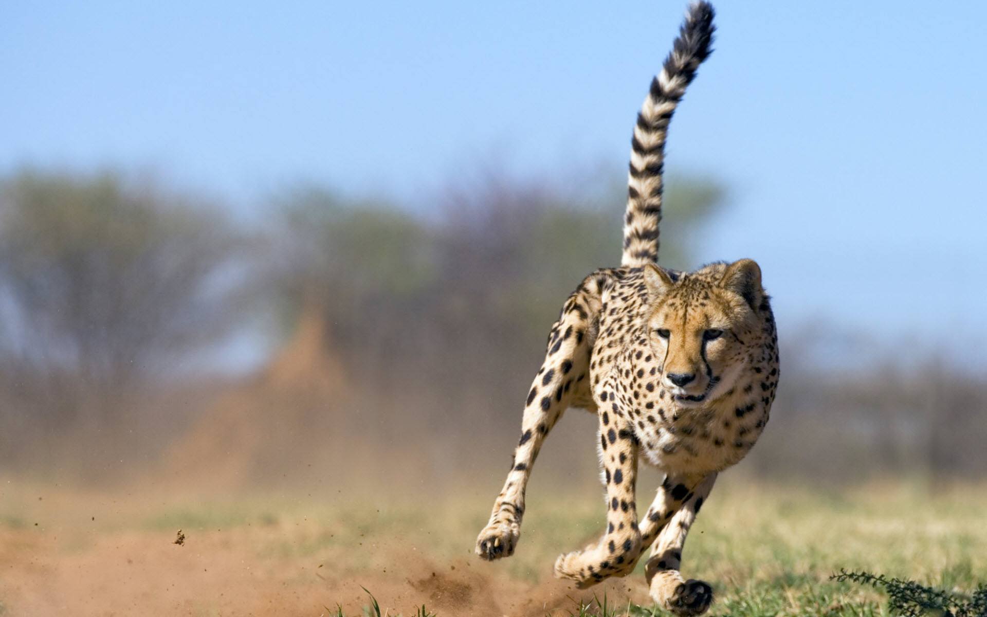 Desktop Cheetah Wallpapers HD free download.