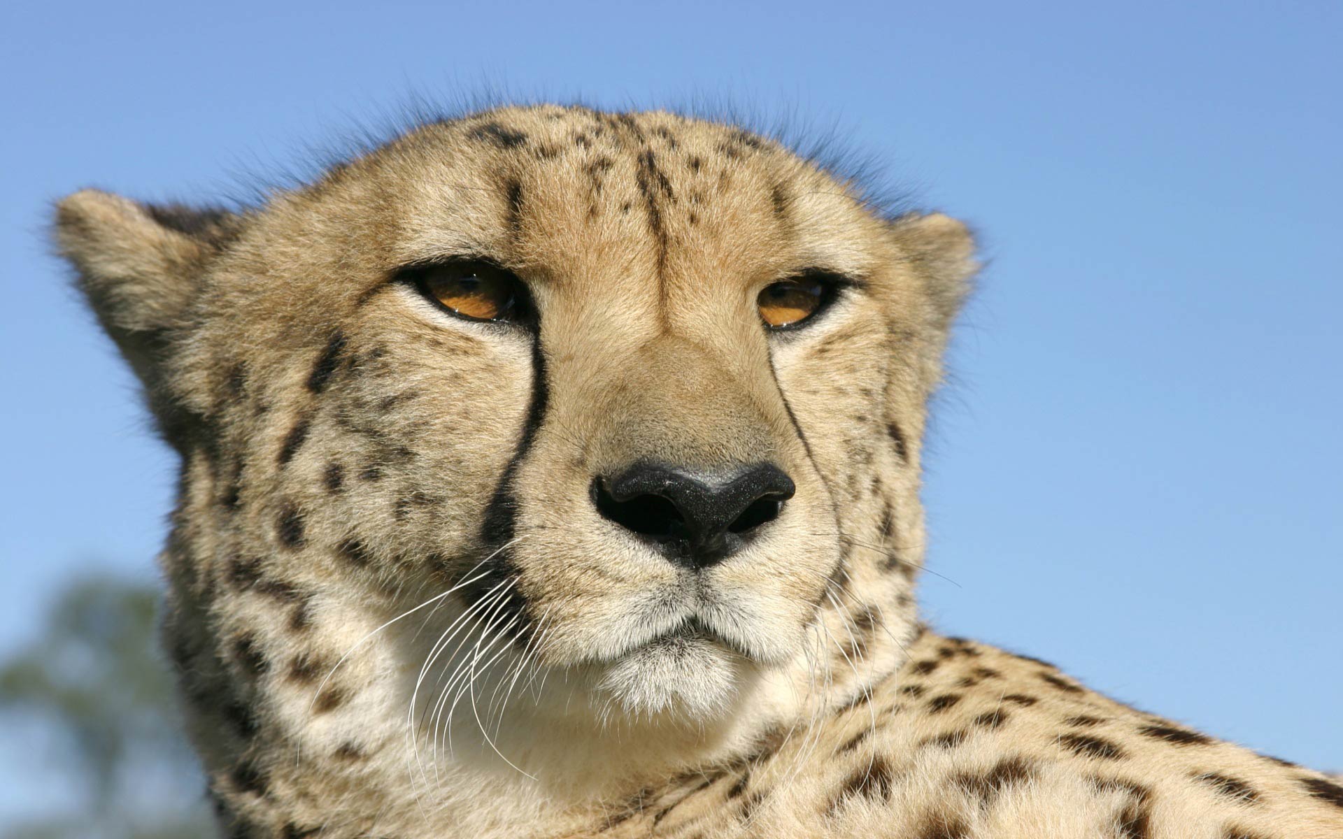 Desktop Cheetah Wallpapers HD pictures images download.