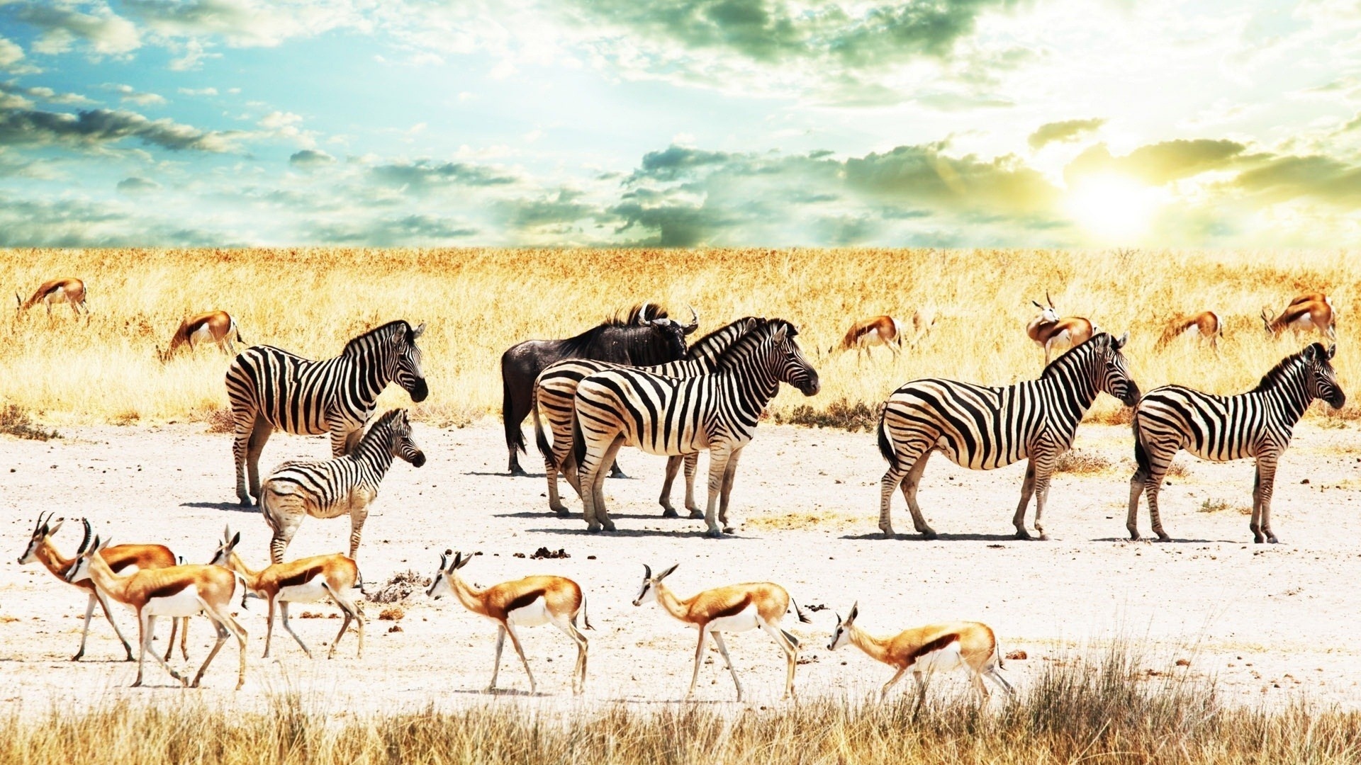 Download Zebra Desktop Wallpaper HD 1.