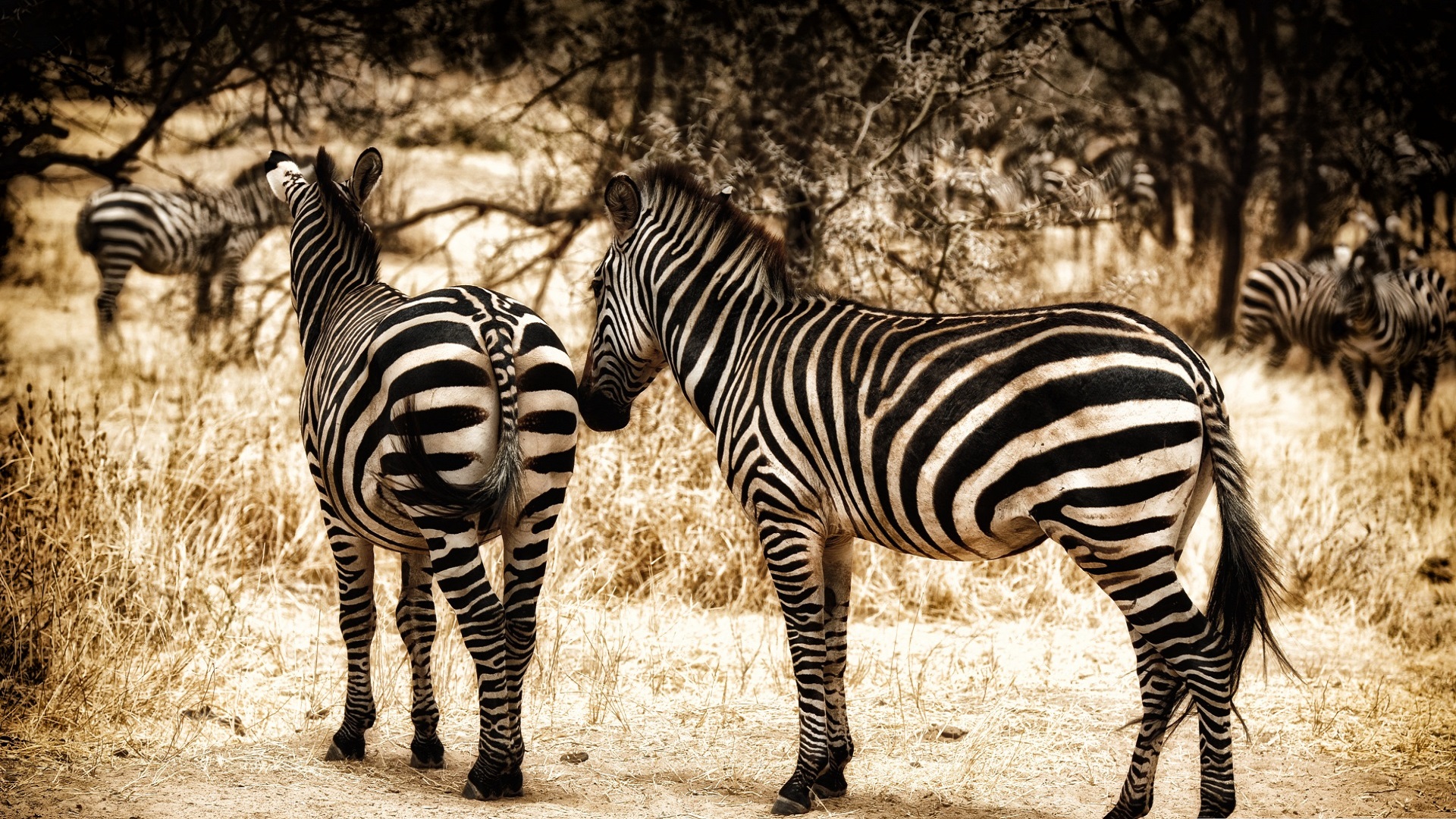 Download Zebra Desktop Wallpaper HD 2.