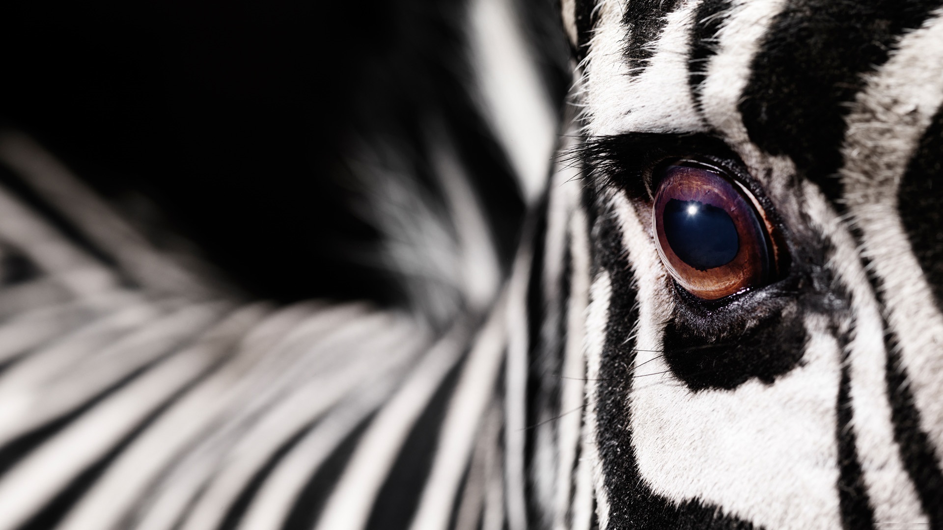Download Zebra Desktop Wallpaper HD 4.