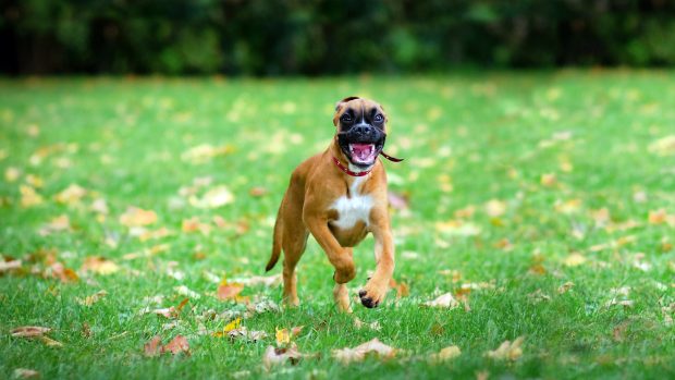 Happy Boxer Dog HD Desktop Background.
