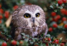 Download Free Cute Owl Background.