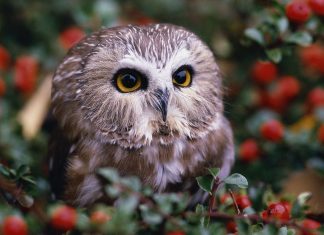 Download Free Cute Owl Background.