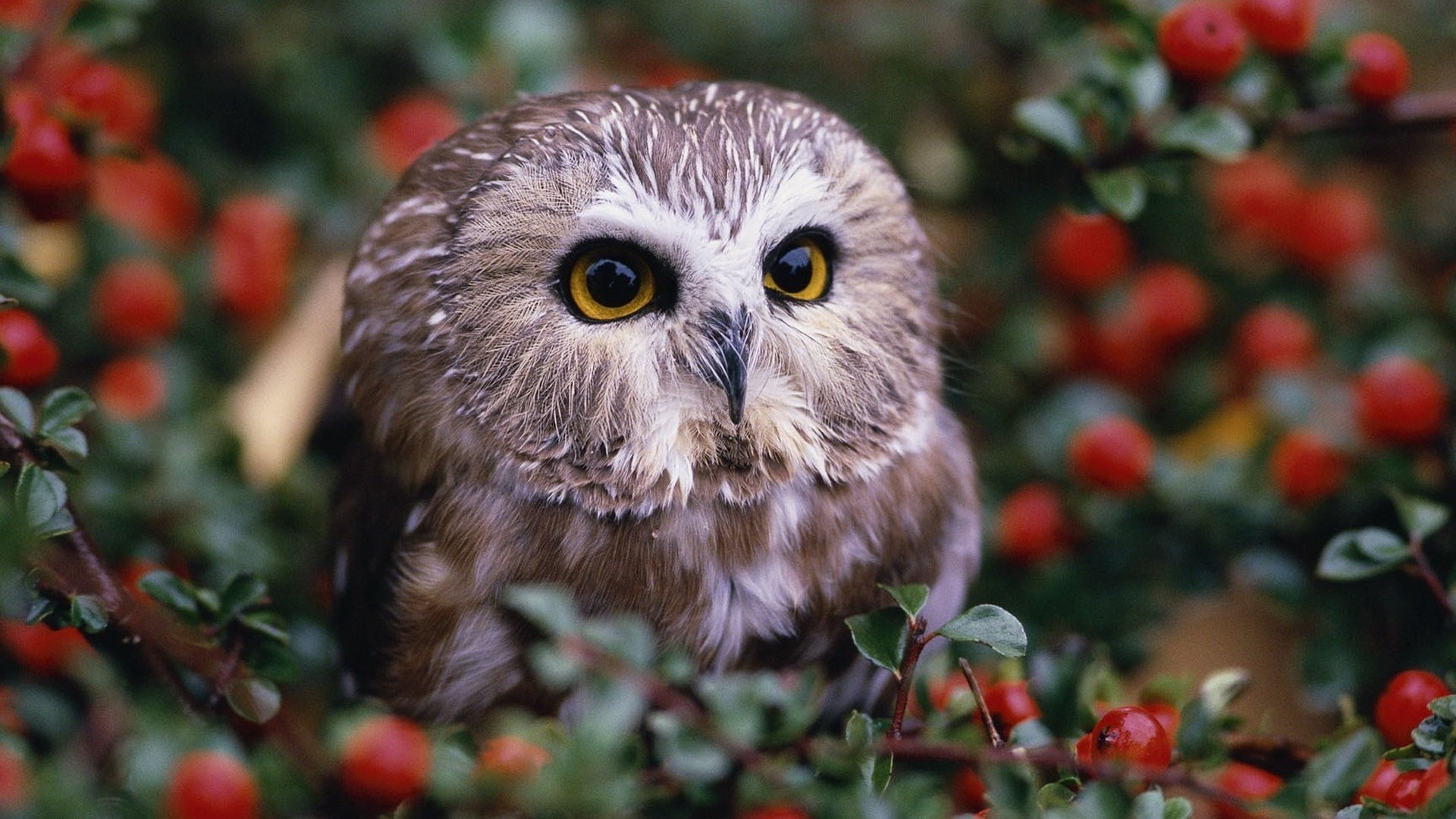 Download Free Cute Owl Background.