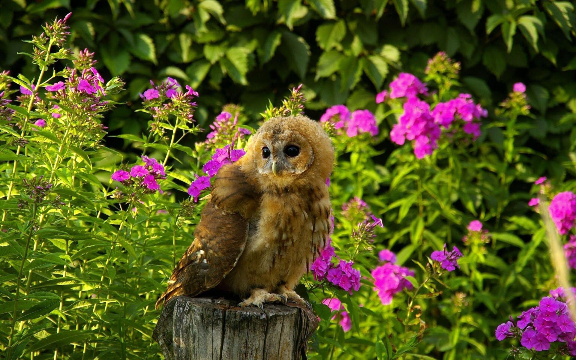 Download Free Cute Owl Picture.