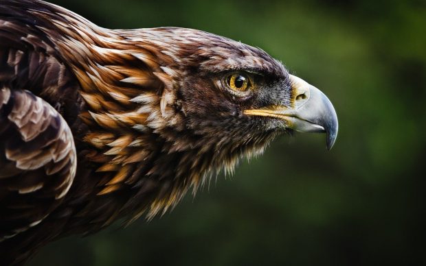 Eagle Face Wallpaper HD.