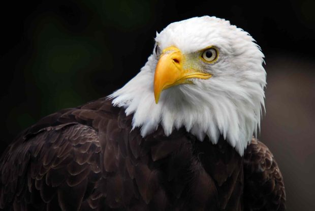 Eagle HD Image.