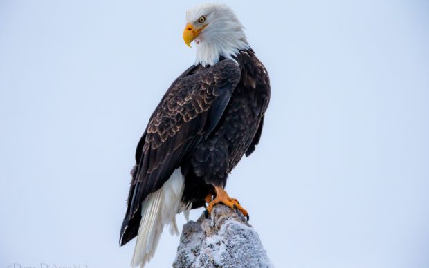 Eagle HD Photo.