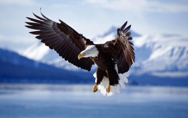 Eagle HD Wallpaper.