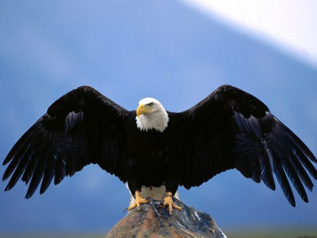 Eagle Wings HD Wallpaper.