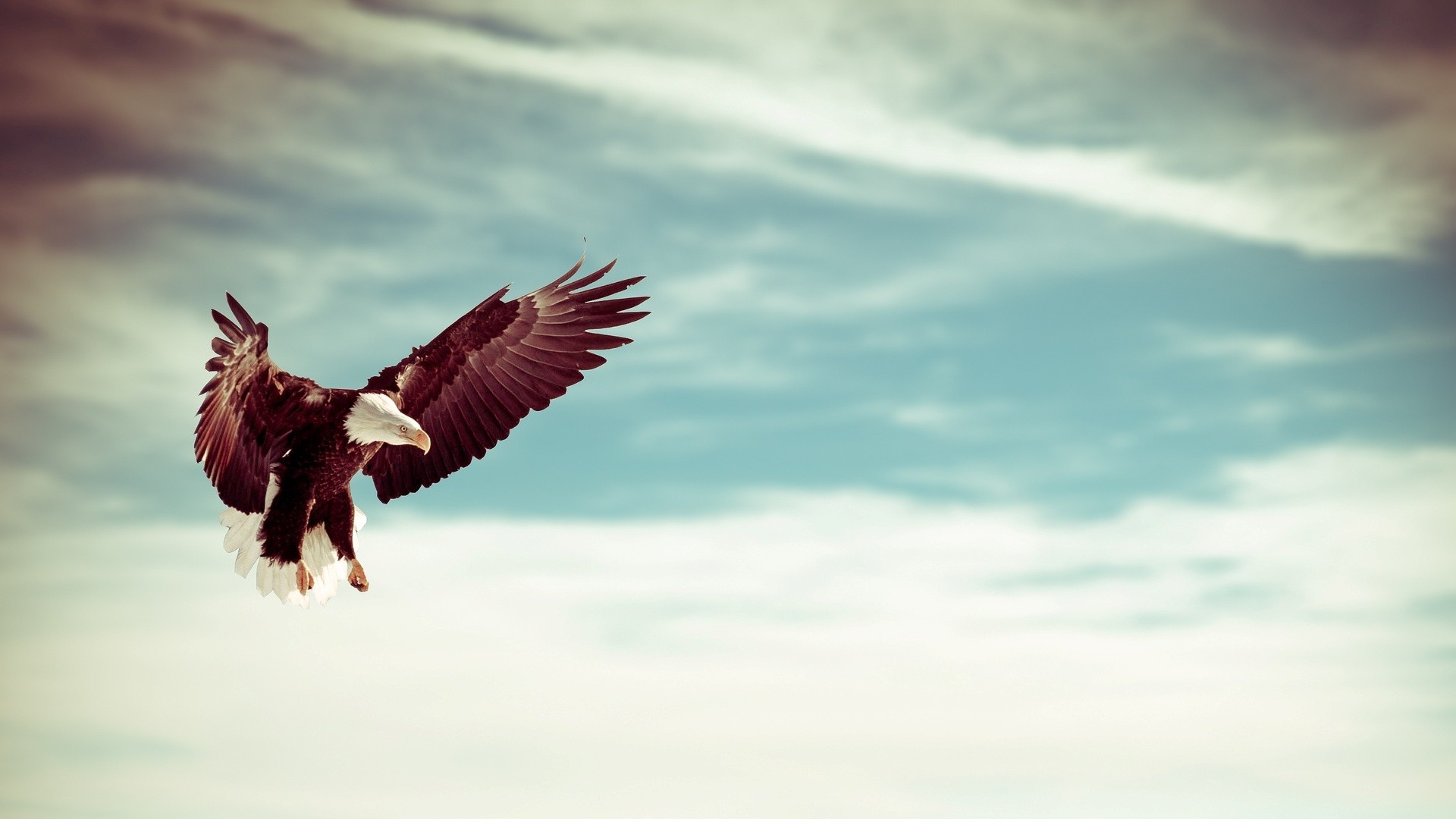 Wallpaper  eagle animals ai art minimalism simple background 3840x2160   洛雨宸枫  2203163  HD Wallpapers  WallHere