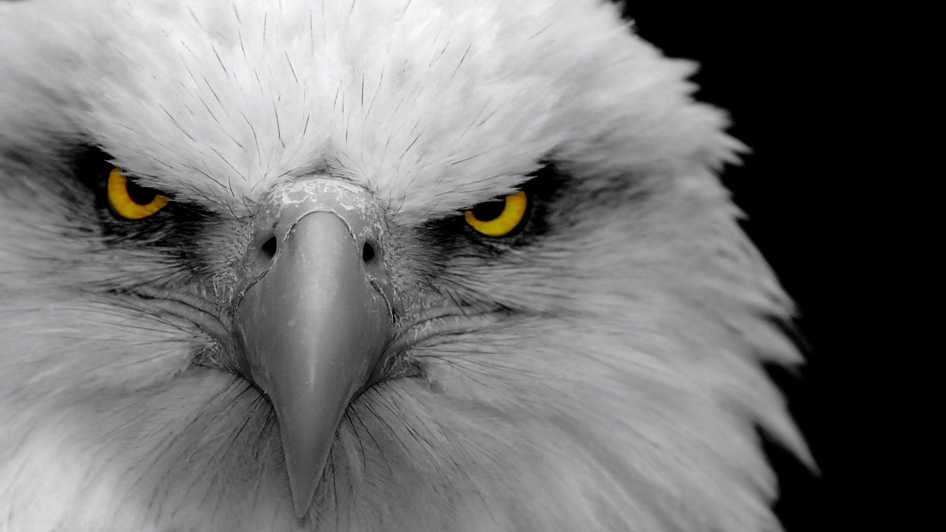 Eagles Background free 5.