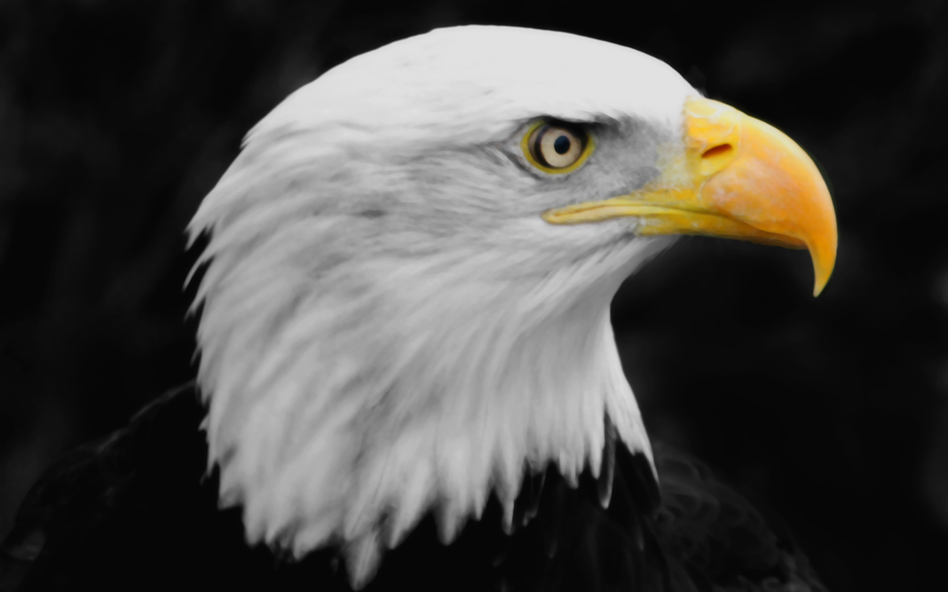 Eagles Desktop Wallpaper for Background free 1.