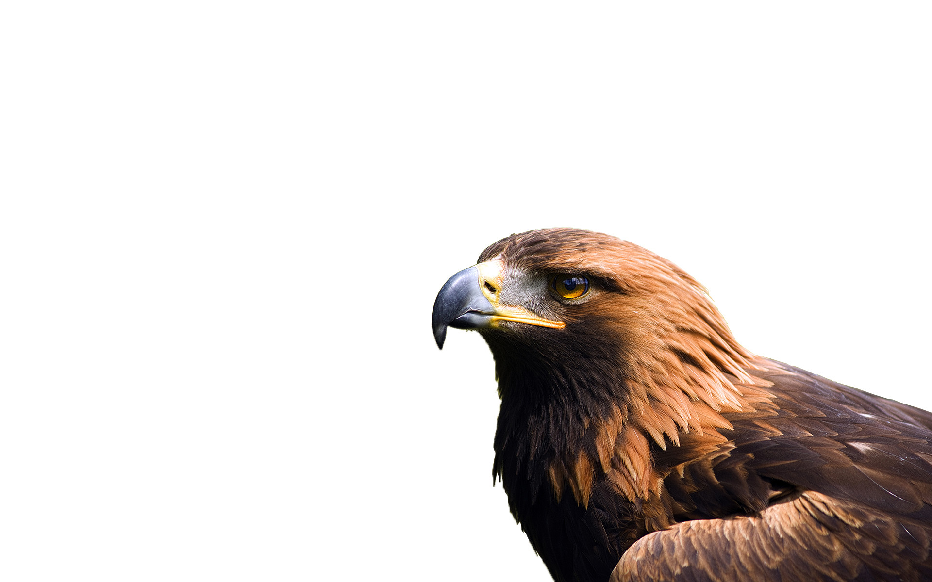 Eagles Desktop Wallpaper for Background free 4.