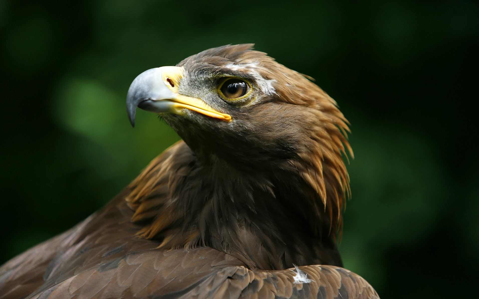 Golden Eagle (Aquila chrysaetos).