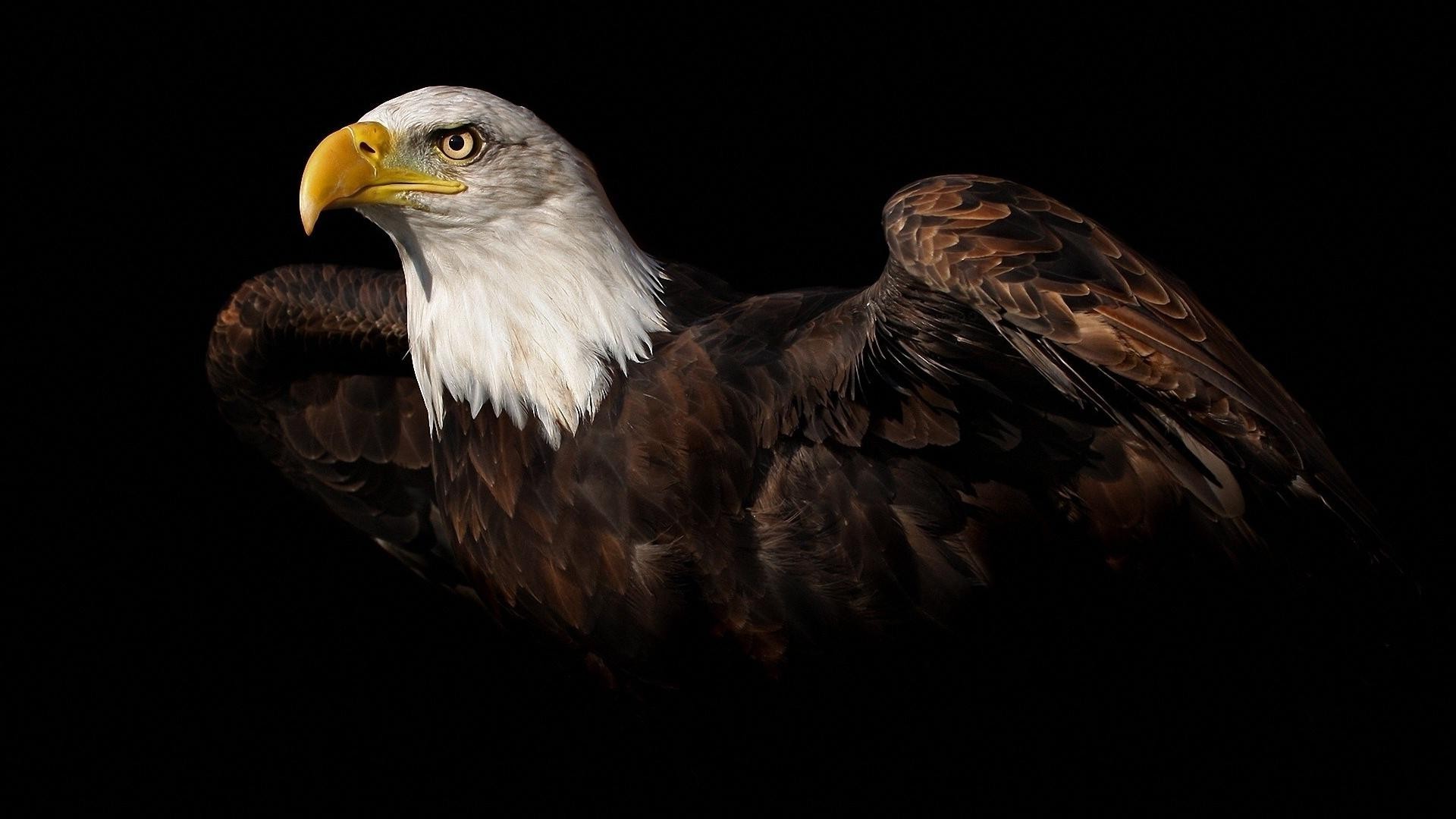 Eagle HD Wallpaper APK for Android Download