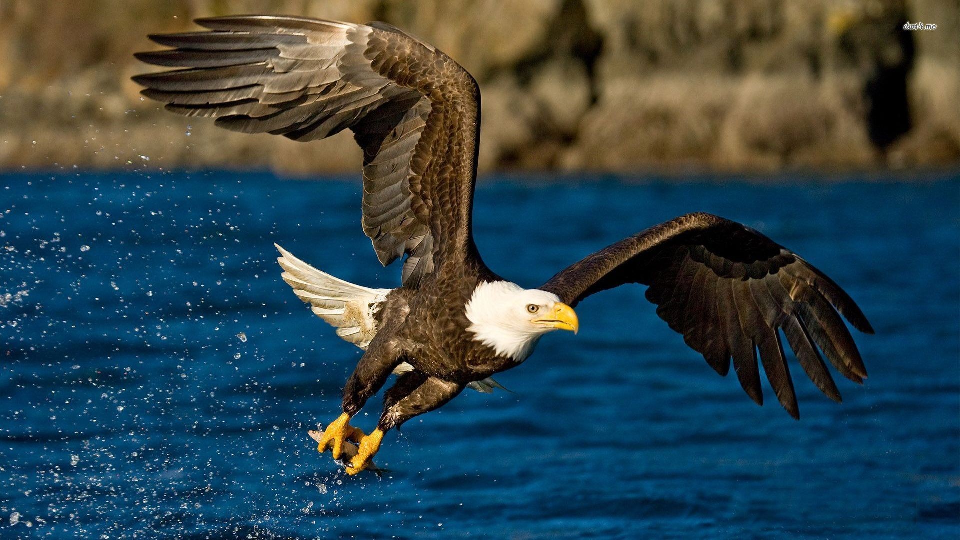 800 Best Eagle Images  100 Free Download  Pexels Stock Photos