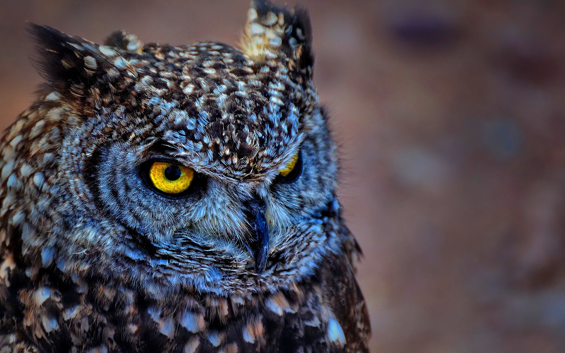 Eastern Screech Owl Bird with Yellow Eye Backgrounds.