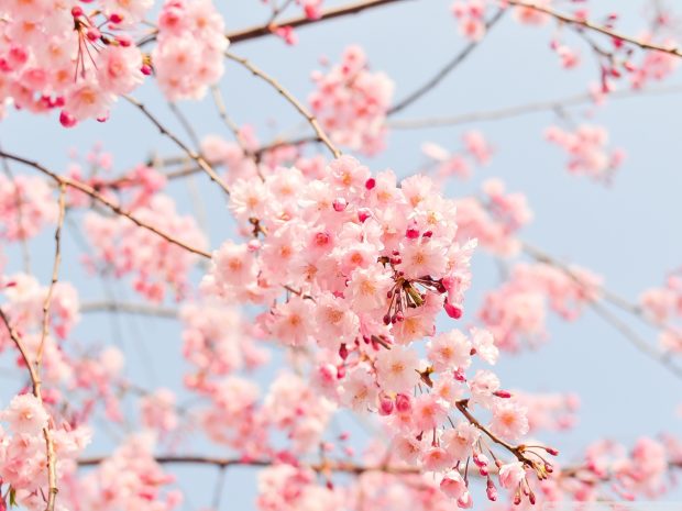 Free Download Spring Images for Windows.