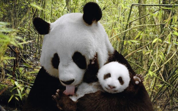 Free download Cute Panda Wallpaper HD.