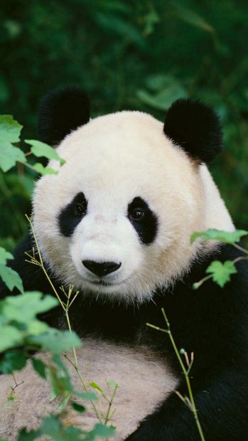 Free download Panda Wallpaper Iphone 1.