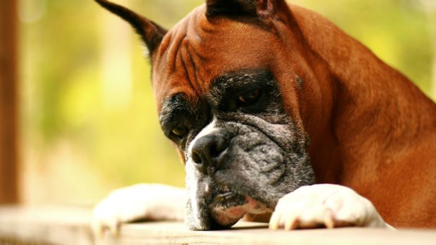 Free Boxer Dog Image.