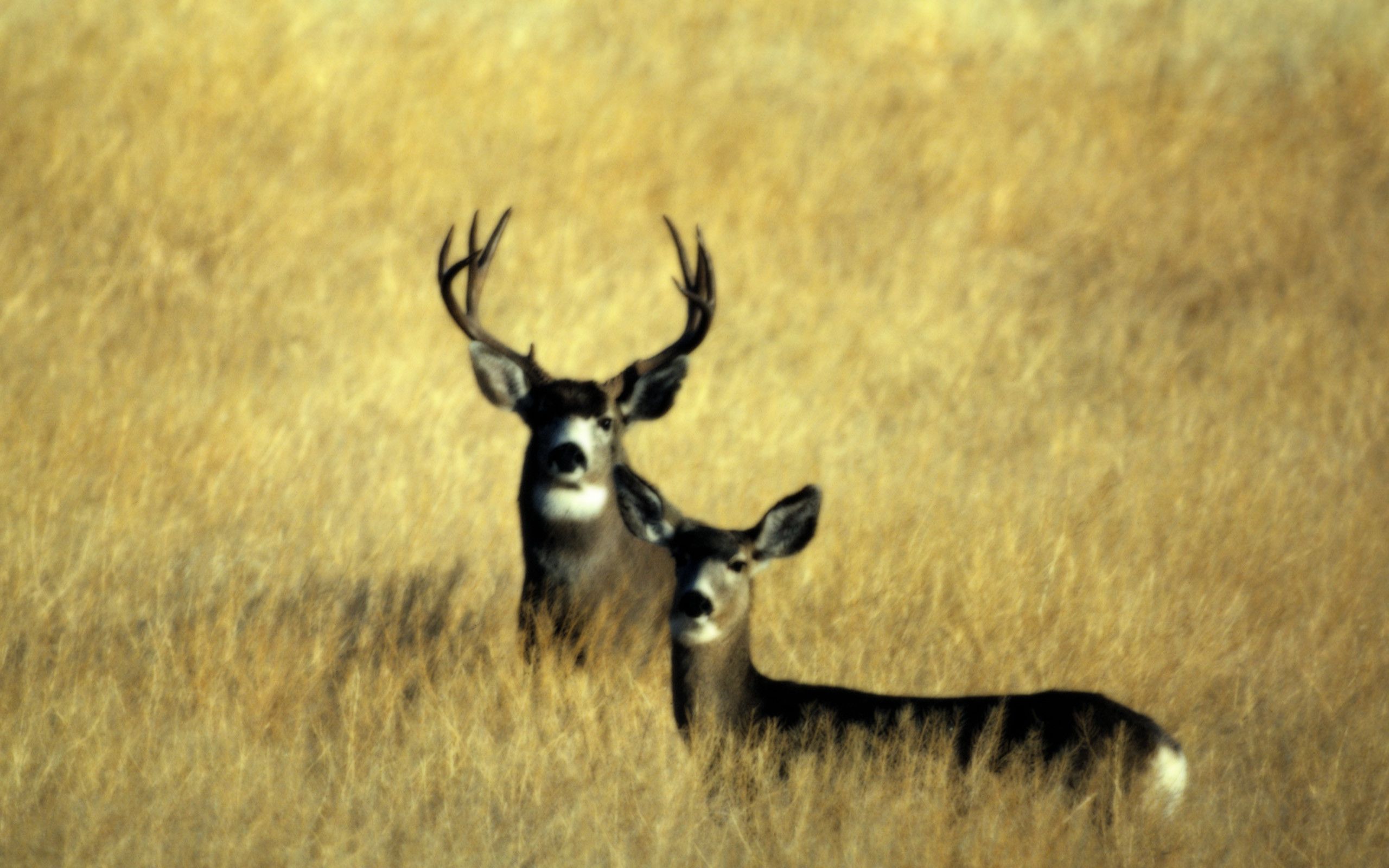 Free Deer Hunting Pictures.