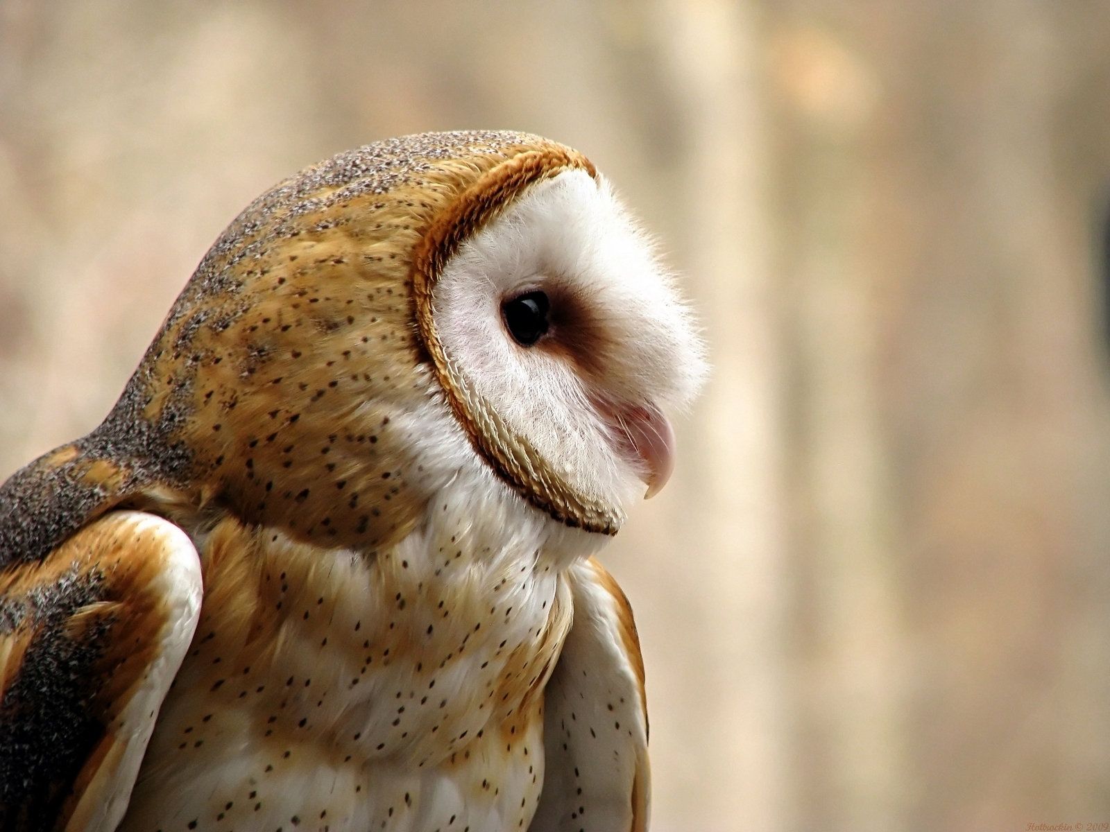 Free Download Cute Owl Image.