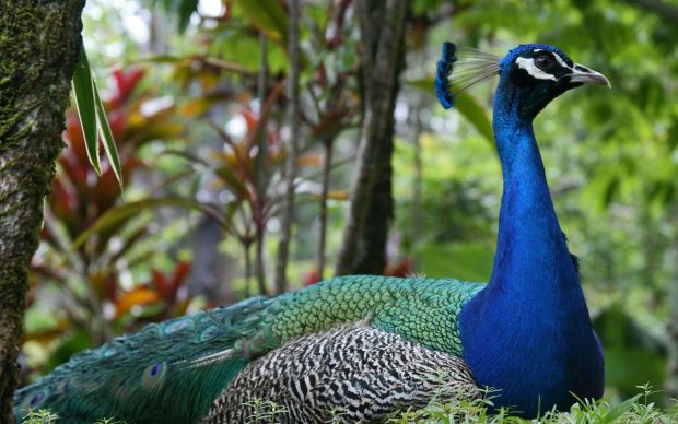 Free Images Peacock HD Wallpapers.