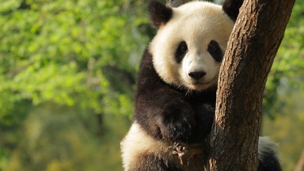 Free download panda backgrounds wallpapers HD.