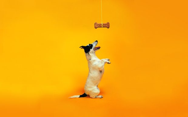 Funny Dog Wallpapers HD.
