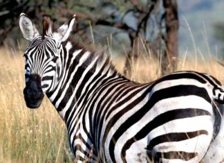 Get free Zebra Background 1.