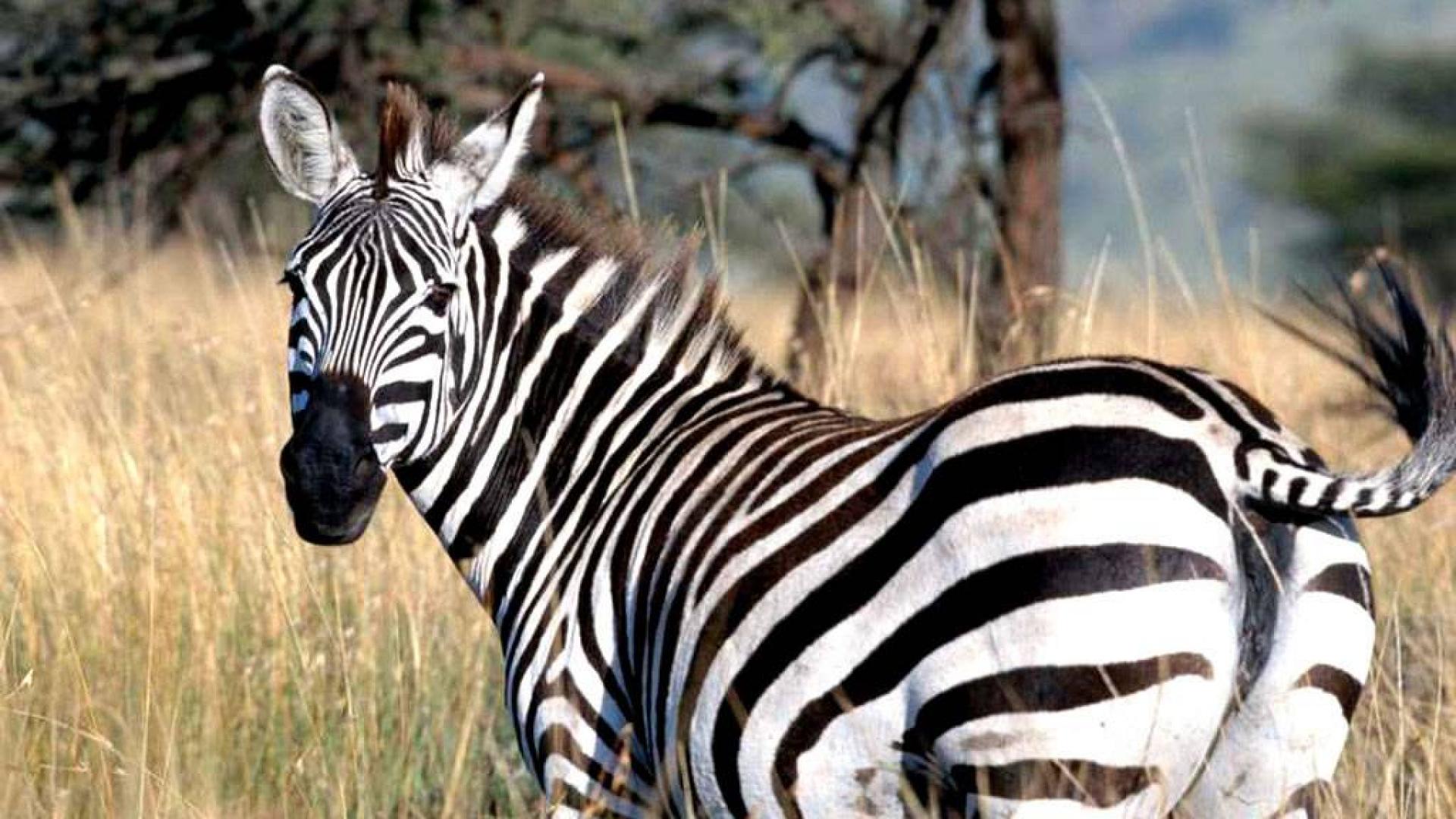 zebra wallpaper hd