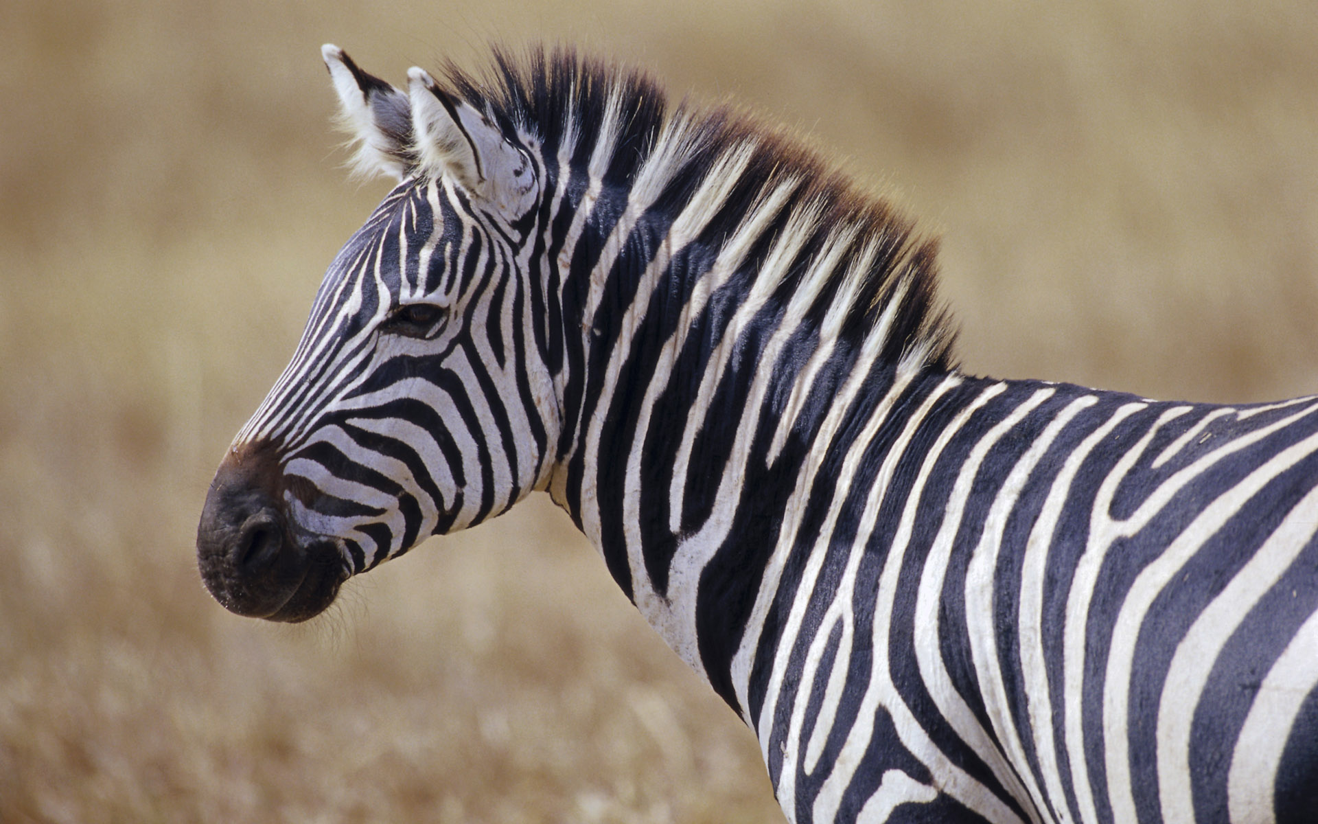 zebra wallpaper hd