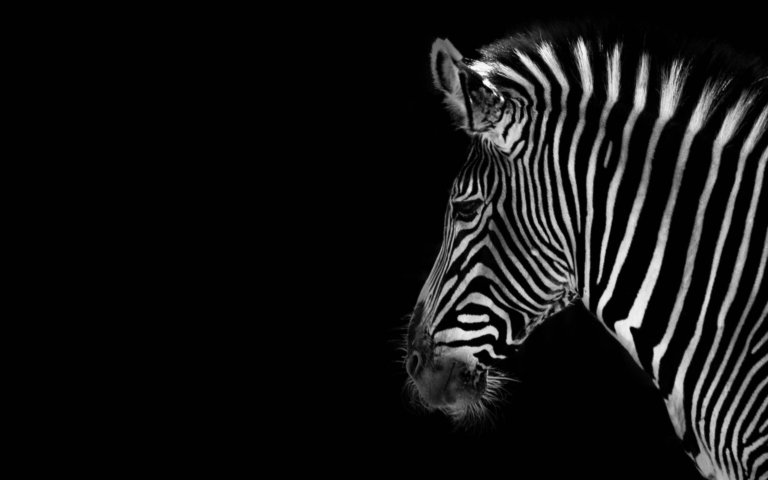 Get free Zebra Background 3.
