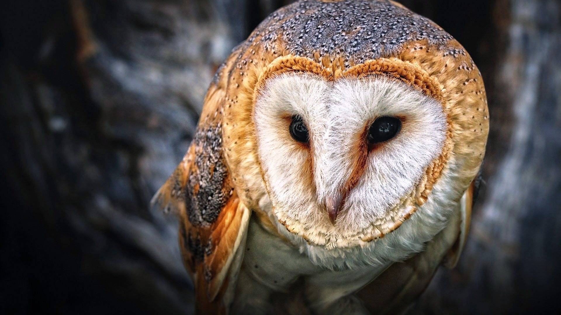 HD Cute Owl Images.