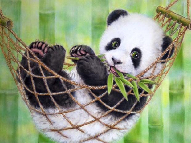 HD Cute Panda Picture.