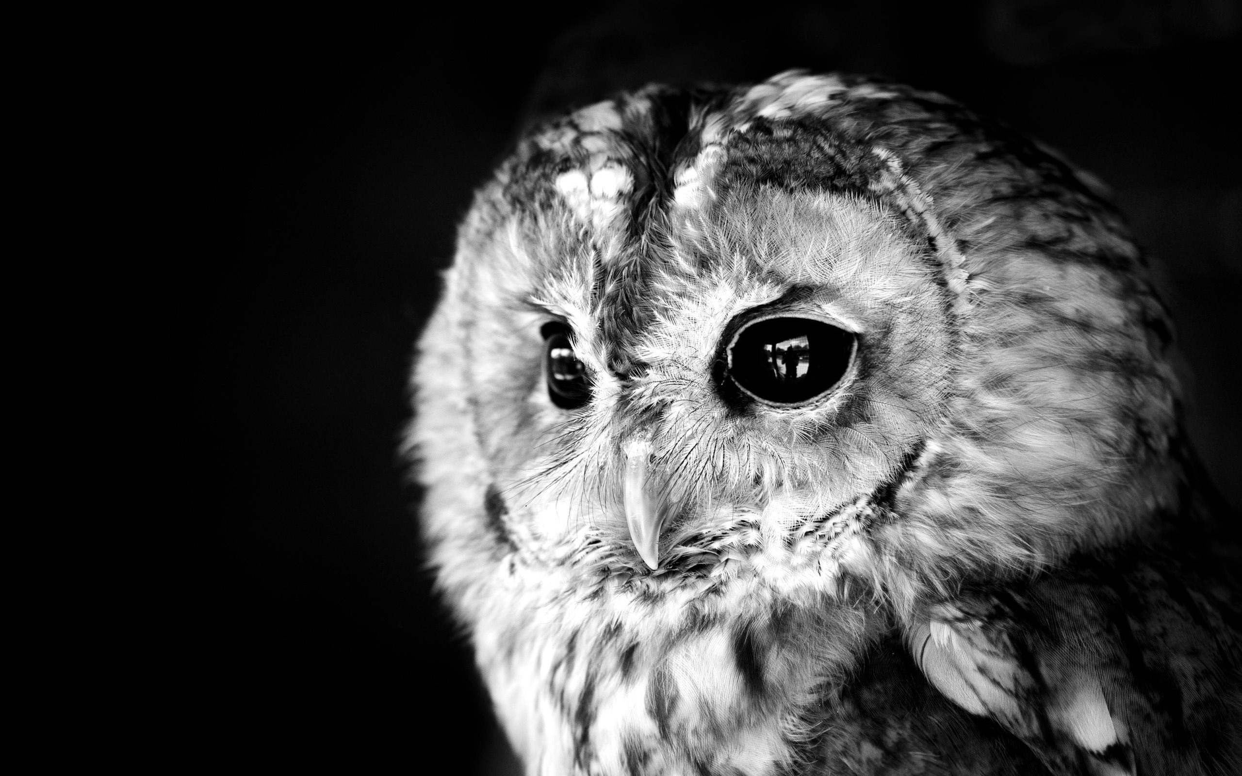 HD Owl Wallpapers Backgrounds download.