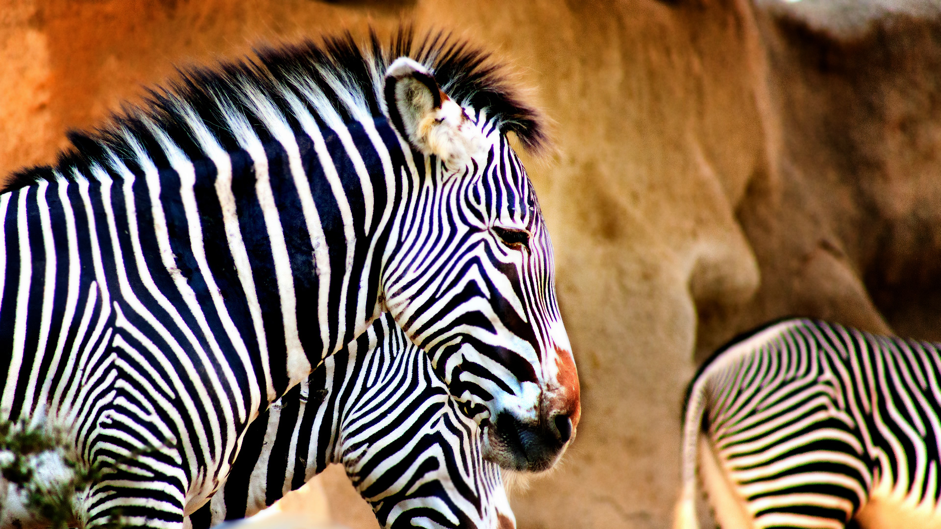 Image of Zebra 2.