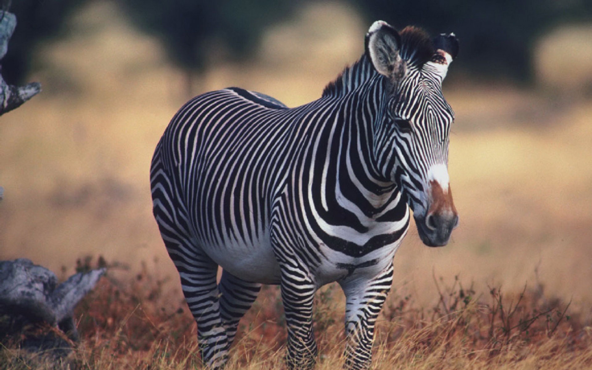 Image of Zebra 4.