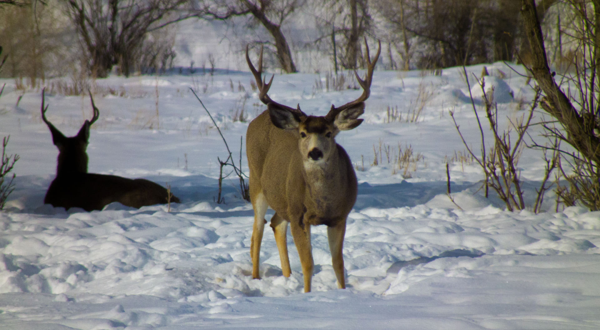 Images Deer Hunting HD.