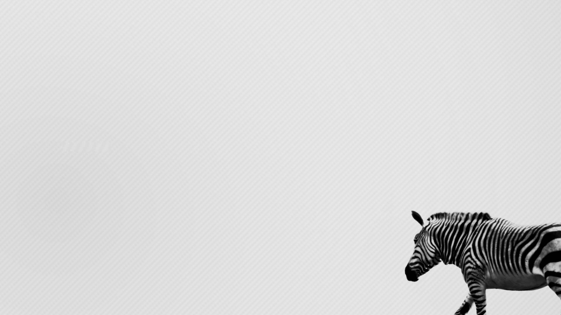 Images desktop zebra wallpaper HD.